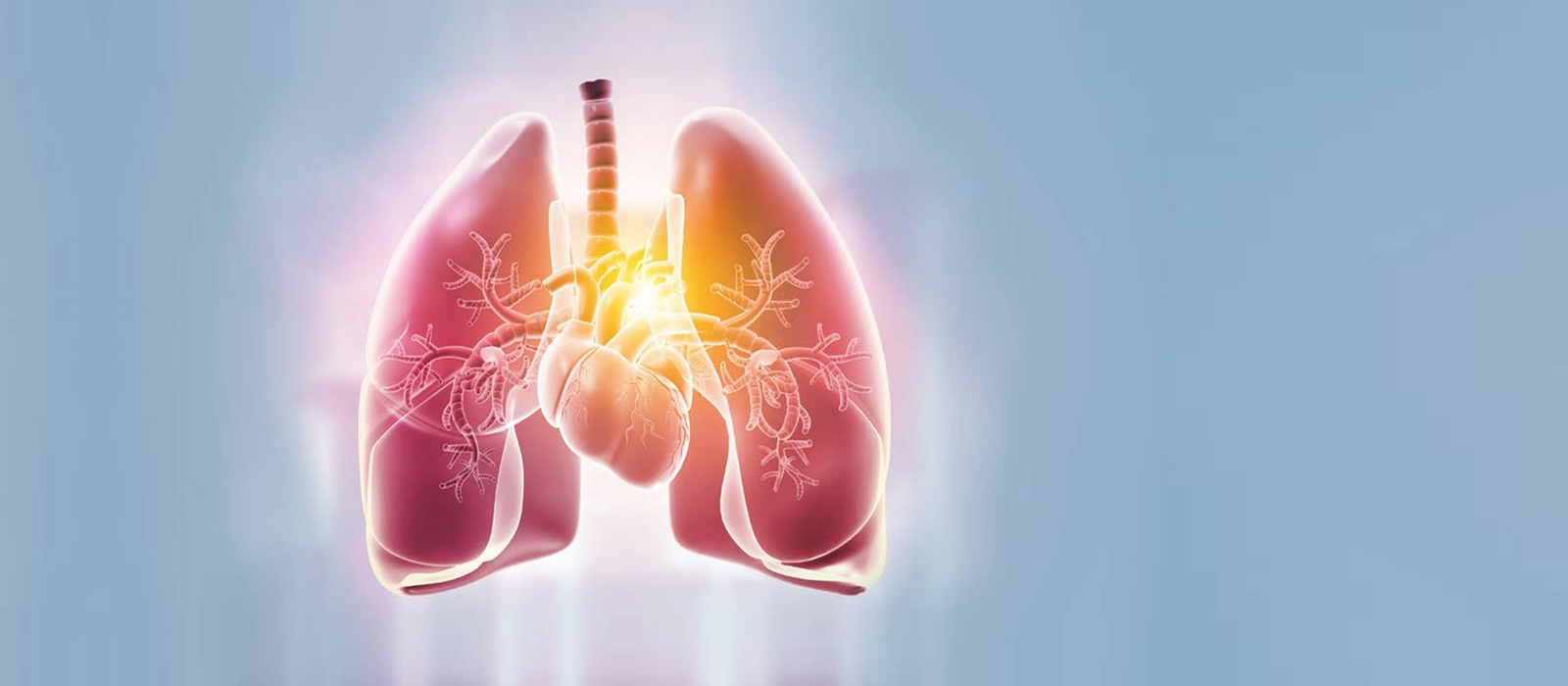 3D rendering heart and lung