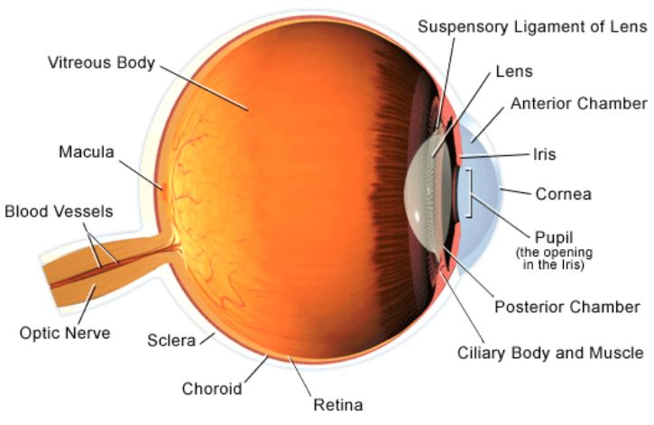 diagram of eye anatomy